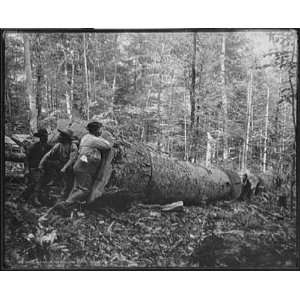  Giant poplar of the Williams,W. Va.