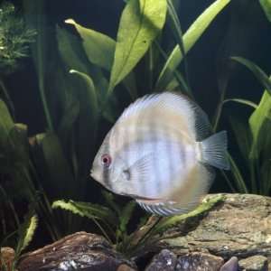  Discus Fish Captive, from Tropical Rainforest Rivers in 