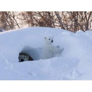  Polar Bear with Cubs, Ursus Maritimus, Churchill, Manitoba, Canada 