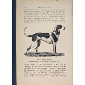  British Dog Dogs Foxhound Foxhounds Hound Old Print