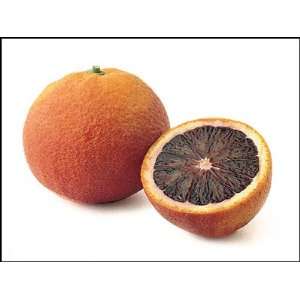  Moro Blood Orange Tree Dwarf, Patio Container Size Patio 