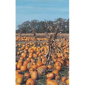  Frameable Art Card for Thanksgiving   Pumpkin Patch with 
