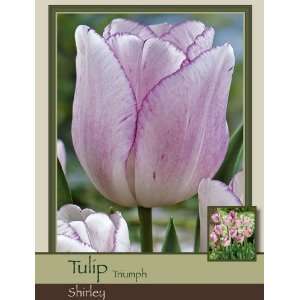   Farms Tulip Triumph Shirley Pack of 50 Bulbs Patio, Lawn & Garden