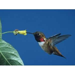  Male Allens Hummingbird, Selasphorus Sasin, Feeding at a 