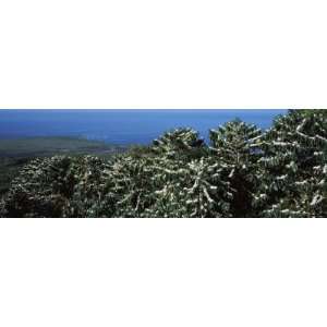 Flowers on Coffee Plants, Kealakekua Bay, Kona, Hawaii, USA Premium 