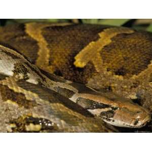  Close Up of Python Snake, Keoladeo Ghana National Park 