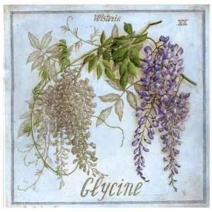  Glycine by Vincent Jeannerot. Size 12 inches width by 12 