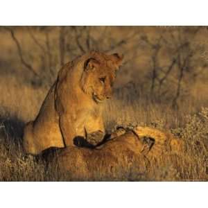  Lion, (Panthera Leo), Etoscha National Park, Namibia 