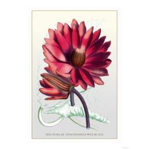  The Duke of Devonshires Water Lily Giclee Poster Print 