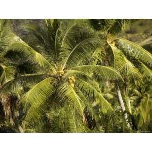  Closeup of Coconut Palm Trees, Anaho Bay, French Polynesia 