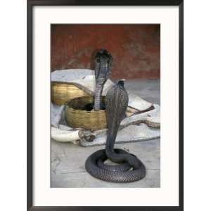  Snake Charming, Oris, India Collections Framed 