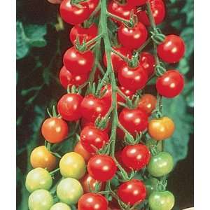  Tomato, Super Sweet 100 Hybrid 1 Pkt. (30 seeds) Patio 