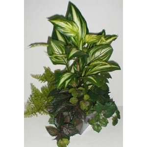  22 Evergreen, Cissus, Ivy, and Fern Arrangement