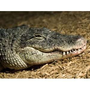 American Alligator Shows his Teeth as He Lays on Wood Chips, Henry 