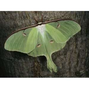 Close View of a Luna Moth with Eyelike Markings on its Wings National 