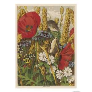  Two Harvest Mice Among the Ears of Corn and Poppies Giclee 