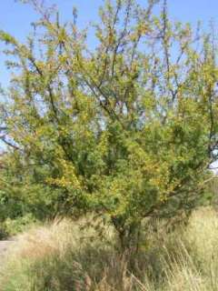 acacia is a genus of shrubs and trees belonging to the subfamily 