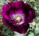 Poppy Springer Grape Flower Seeds *Deep Purple Double*  