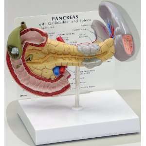   and Spleen Anatomical Model Professional Industrial & Scientific
