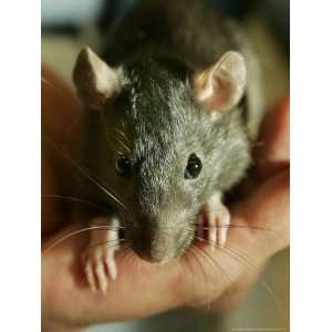  Twinkee, a 14 Week Old Baby Domestic Rat, is Held at the 