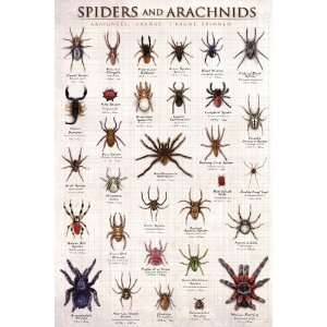  Spiders & Arachnids by Unknown 24x36