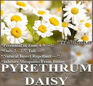 Chrysanthemum cinerariifolium PYRETHRUM SEEDS KILL BUGS  