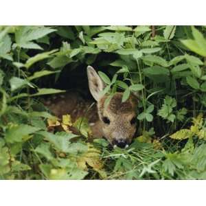  A Juvenile Roe Deer Looks out from a Nest of Green Plants 