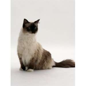  Domestic Cat, Mitted Seal Point Ragdoll Male Premium 