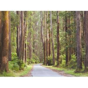  Road and Mountain Ash Trees, Yarra Ranges National Park 