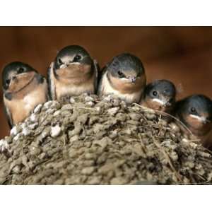  Five Baby Barn Swallows Peer out from Their Nest Art Styles 