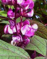 Hyacinth Bean Moonshadow (Dolichos lablab) 15+ SEEDS  