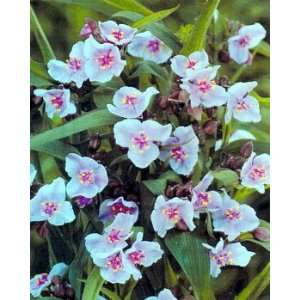  Bilberry Ice Spiderwort  Tradescantia Potted Soft Color 