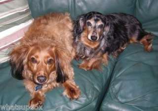 Your Doxie Photos items in Whats Up Dox Dachshund Shoppe store on 