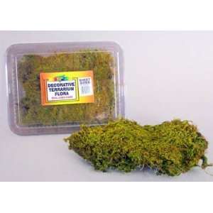  Top Quality Terrarium Flora   Sheet Moss