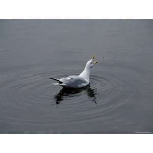  Seagull with Open Beak Floating on the Water, Stonington 